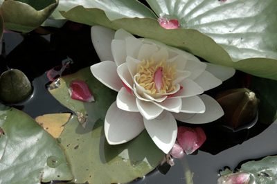 water lily